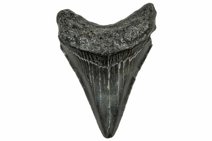 Serrated, Juvenile Megalodon Tooth - South Carolina #328464